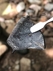 Charaxinae