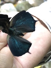 Charaxinae