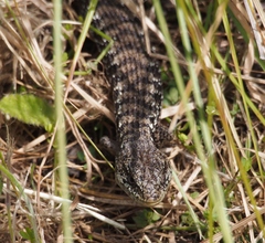 Elgaria coerulea coerulea