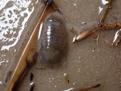 Lekanesphaera hookeri