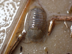 Lekanesphaera hookeri