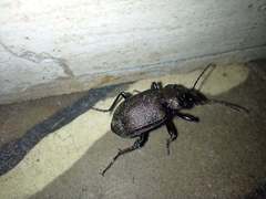 Calosoma argentinense