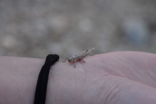 iNaturalist observation photo of Timemas