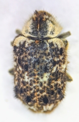 Trichodesma cristata