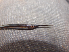 Zenarchopteridae