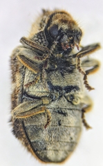 Trichodesma cristata