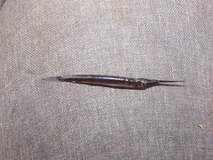 Zenarchopteridae