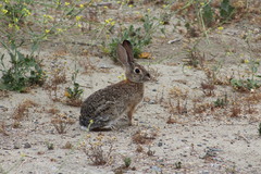 Sylvilagus audubonii