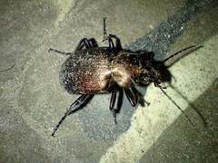 Calosoma argentinense