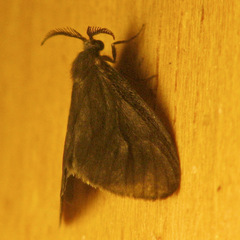 Cryptothelea nigrita