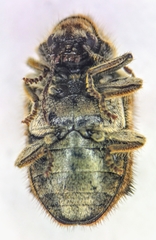 Trichodesma cristata