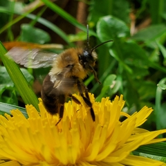 Bombus impatiens