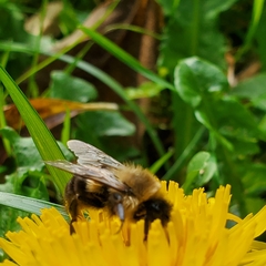 Bombus impatiens