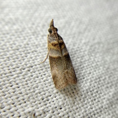 Calguia defiguralis