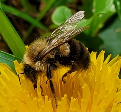 Bombus impatiens