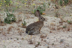 Sylvilagus audubonii