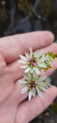 Euchaetis longibracteata