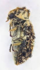 Trichodesma cristata