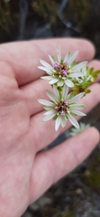 Euchaetis longibracteata