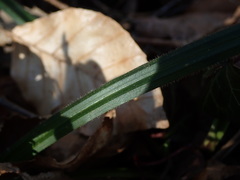 Carex pilosa
