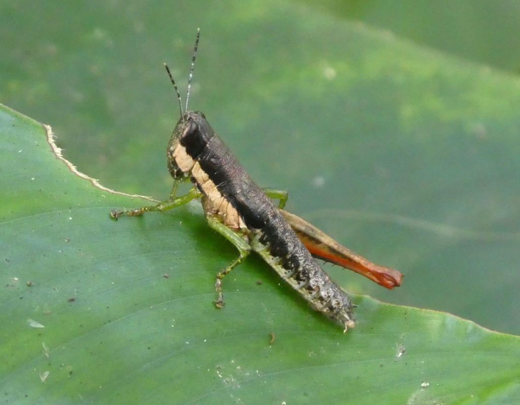 Caryanda cylindrica from Mambah-Kaba, Liberia on March 7, 2022 at 10:27 ...