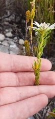 Euchaetis longibracteata