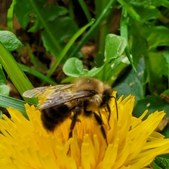 Bombus impatiens