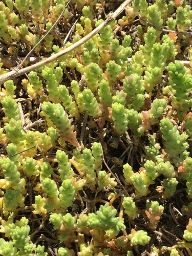 Aitrusis šilokas nuotrauka