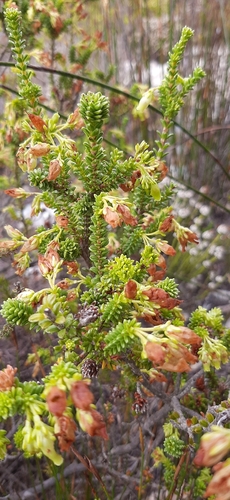 Image of Erica oblongiflora by (c) Eugene Hahndiek, some rights reserved (CC BY-SA)