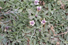 Phyla nodiflora