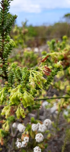 Image of Erica oblongiflora by (c) Eugene Hahndiek, some rights reserved (CC BY-SA)