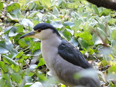 Nycticorax nycticorax image