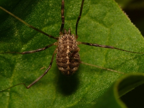 Opilio saxatilis