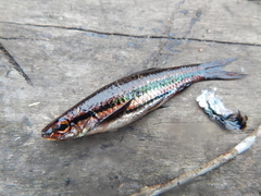 Rasbora cephalotaenia
