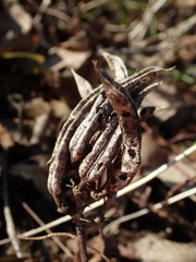 Astragalus glycyphyllos