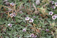 Phyla nodiflora