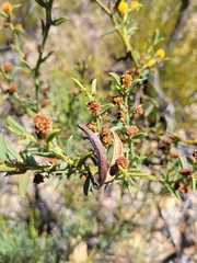 Acacia baxteri