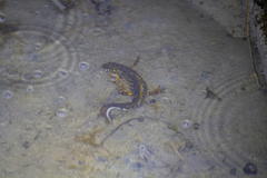 Triturus karelinii