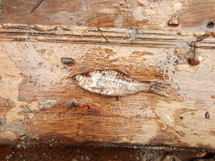 Desmopuntius johorensis