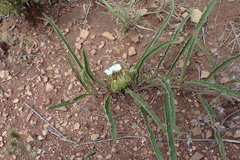Crabbea angustifolia