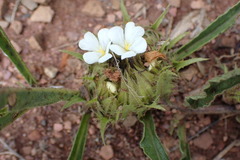 Crabbea angustifolia