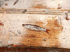 Rasbora cephalotaenia