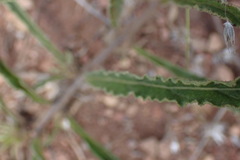Crabbea angustifolia