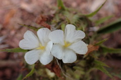 Crabbea angustifolia