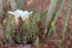 Crabbea angustifolia