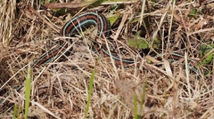 Thamnophis sirtalis tetrataenia
