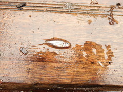 Desmopuntius johorensis