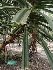Pandanus yvanii