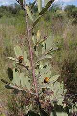 Grewia flava