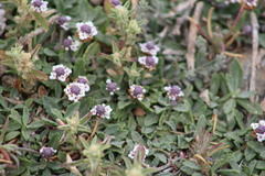 Phyla nodiflora